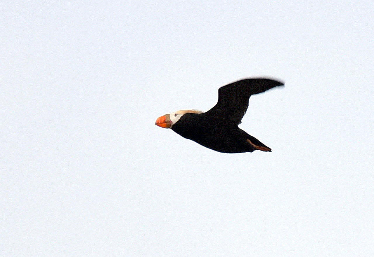 Donations fund puffin research at Haystack Rock